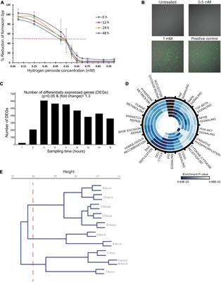 Heme Oxygenase-1 at the Nexus of Endothelial Cell Fate Decision Under Oxidative Stress